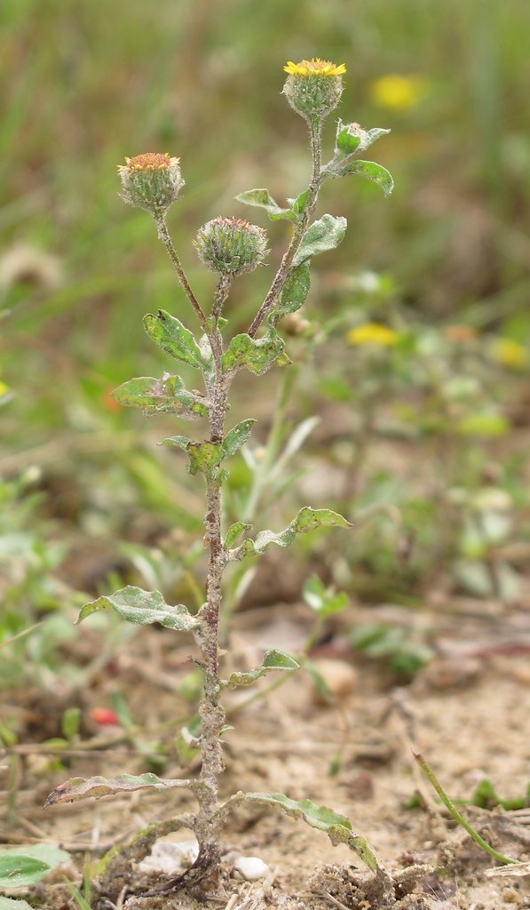 Pulicaria vulgaris